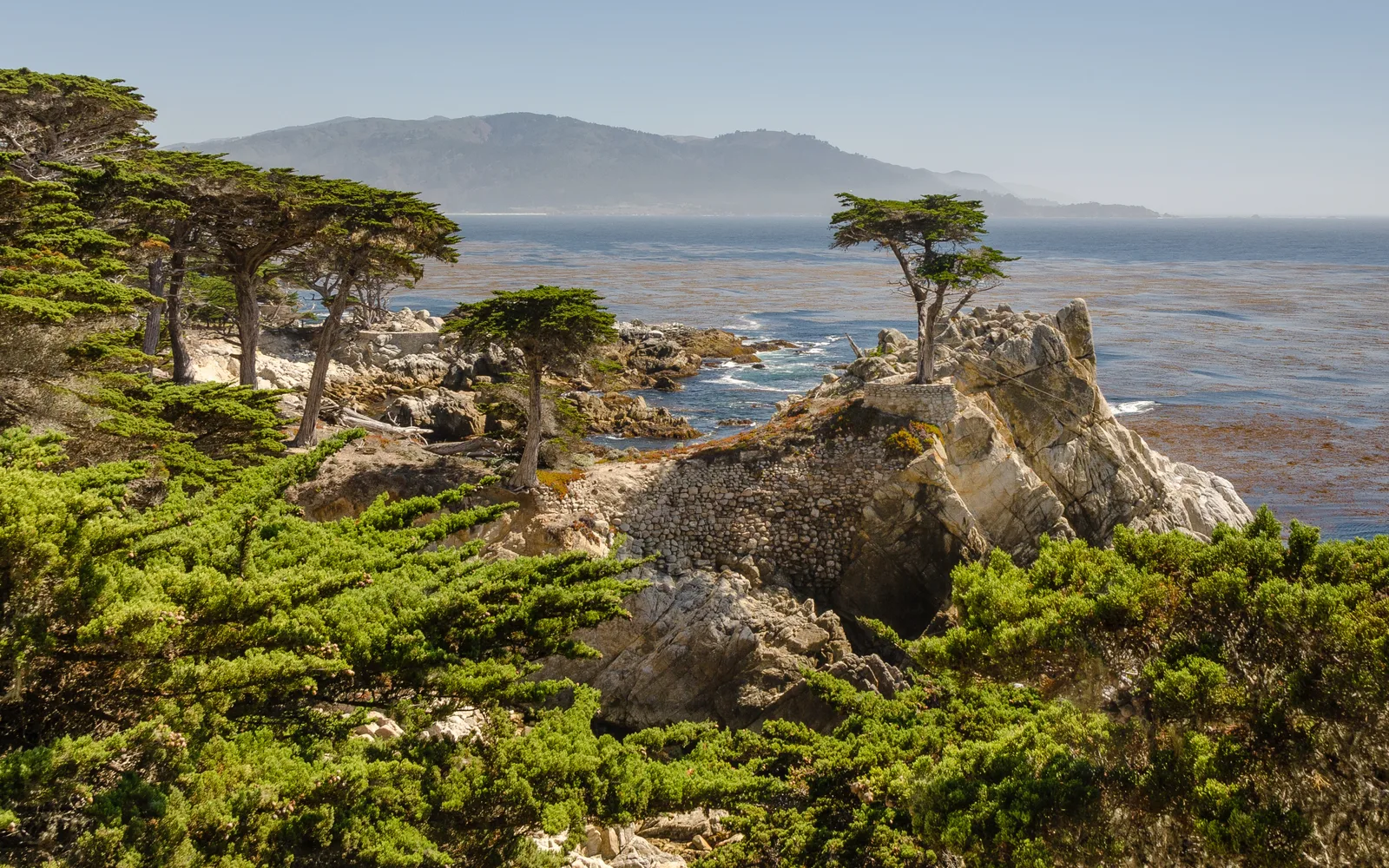 Lone Cypress tree at 17-Mile Drive in Monterey, California, an iconic California coastal landmark representing growth and family traditions